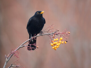 Sticker - Blackbird, Turdus merula