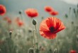 Red poppy flowers close up on a blurred background Remembrance Day Armistice Day Anzac day symbol