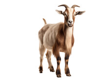 A Goat With Horns Standing