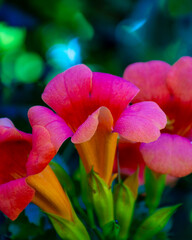 Close-up of trumpet vine (Campsis radicans) with details of flowers and foliage. This climbing plant is also called trumpet climber ou Virginian trumpet flower.