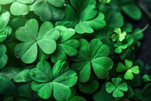 Green Clover Leaves With Dew Drops.  Green Clover Leaves In Sunlight. St. Patrick's Day Background. St. Patrick's Day Background With Shamrocks And Bokeh. Saint Patrick's Day Concept With Copy Space.