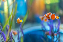 Clown Fish At  Ripley's Aquarium Of Canada