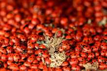 Swarm Of Seven Spots Ladybugs In A Natural Cluster Formation