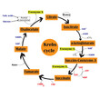 Krebs cycle or citric acid cycle diagram. Vector illustration.
