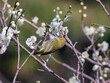 花が咲いた梅の木にとまる野鳥、メジロ