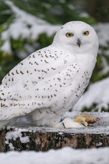 Wall Mural - Snowy owls outside in winter with dead chicks on a log.