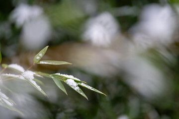 Sticker - Green leaf of bamboo with a layer of snow on the branch.