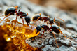 A depiction of black ants collectively feasting on a honey drop, symbolizing the concepts of teamwork, hard work, and unity.