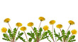 Group of dandelion plants with yellow flowers isolated cutout on transparent