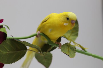 yellow macaw