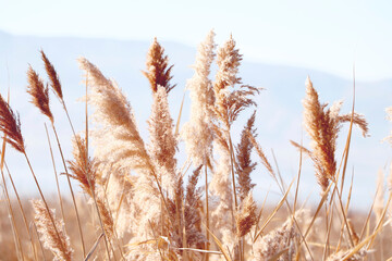 Golden wheat field