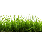 Fototapeta Kuchnia - Grass isolated on transparent background