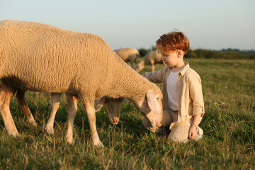 Poster - Boy with sheep on pasture. Farm animals