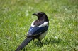 © Vladislav - Coquettish Magpie