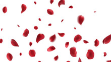 Valentine's Day Vector Red Symbols Of Love Border For Romantic Banner Or Red Rose Petals Will Fall On Abstract Floral Background With Gorgeous Rose Greeting Card Design. On Transparent Background