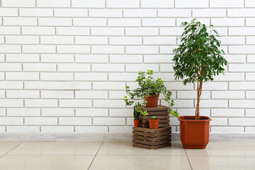 Wall Mural - Green houseplants with wooden boxes near white brick wall in room