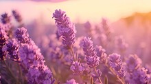 Lavender Field In Region