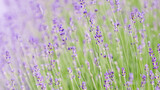 Fototapeta Lawenda - Lavender flowers blooming in the lavender field. Soft focus