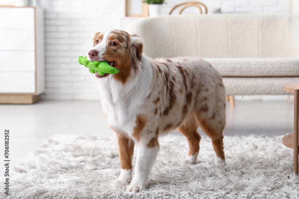 Cute Australian Shepherd dog with toy at home