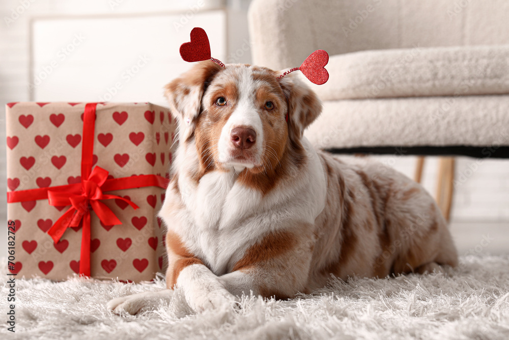 Cute Australian Shepherd dog with hearts and gift at home. Valentine's Day celebration