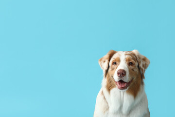 Wall Mural - Cute Australian Shepherd dog on blue background, closeup