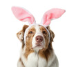 Cute Australian Shepherd dog in bunny ears on white background, closeup. Easter celebration