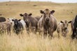 © William - Beautiful sustainable herd of stud cows in a field in a tall dry grass field on a agricultural farm in summer