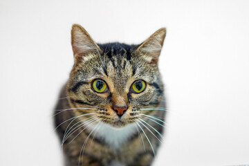 Wall Mural - Head of a gray tabby cat close-up on a white background