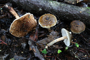 Wall Mural - Green Dapperling, Lepiota grangei, wild mushroom from Finland