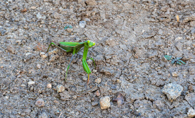 Wall Mural - Detail of the green praying mantis walking on the ground.