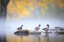 Ducks Beside Dewy Pond In Fog