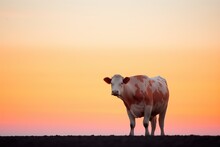 Cow Silhouette Against Orange Dusk Horizon