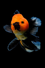 Wall Mural - goldfish on black background