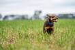 © William - working kelpie dog on a farm in long grass in zew zealand