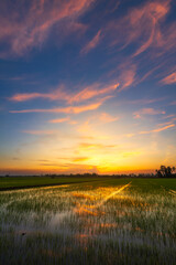 Wall Mural - scenic view landscape of rice field green grass with field cornfield or in asia country agriculture 