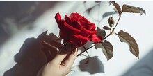 Hand Gently Cradles A Vibrant Red Rose, Evoking A Sense Of Love And Tenderness. The Play Of Light And Shadow On The White Background Adds Depth And Contrast, Enhancing The Overall Visual Impact.
