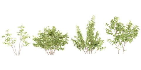 Poster - White dogwood,Apple trees isolated on white background, tropical trees isolated used for architecture