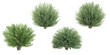 Salix Purpurea Nana,European Beech , Acer Saccharinum trees with transparent background, 3D rendering, for illustration, digital composition, architecture visualization