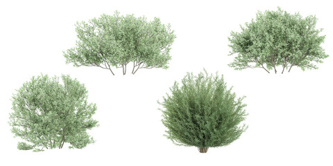 Salix Purpurea Nana,Olive trees isolated on white background, tropical trees isolated used for architecture