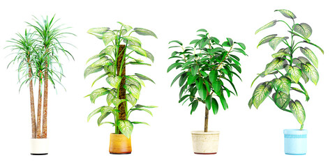 Plant in pot.Rubber fig,Dieffenbachia seguine,Yucca Gigantea Elephantipes plants isolated on white background