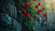  red roses on a bush against the background of castle antique brick wall,Valentine's day.