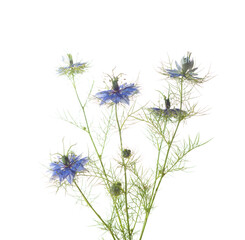 Wall Mural - Nigella Damascena flowers  isolated on white background. Selective Focus.