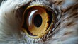 A detailed shot of a bird of prey's eye. This image can be used to depict the intensity and focus of these majestic birds. Ideal for nature-themed designs and educational materials