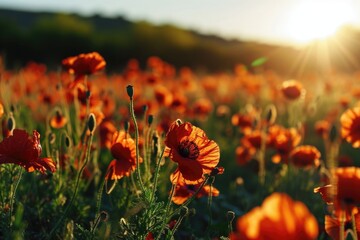 Aufkleber - A picturesque scene of a field filled with vibrant red flowers, with the sun shining brightly in the background. Perfect for adding a touch of nature's beauty to any project