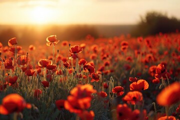 Poster - A beautiful field of red flowers with the sun setting in the background. Perfect for nature and landscape enthusiasts