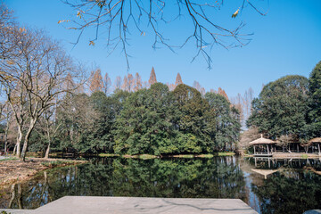 Canvas Print - reflection of trees in the water