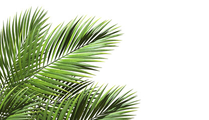 Fototapete - Realistic palm leaves shrubs corner on transparent backgrounds 3d rendering png