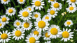 © Tilak - German chamomile flower wallpaper, Medicine plant wallpaper, Closed of Chamomile garden-field little yellowish-white flowers commonly called German chamomile daisy. One of the popular herbs.