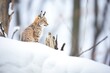 lynx perching quietly on a snowy forest hillock