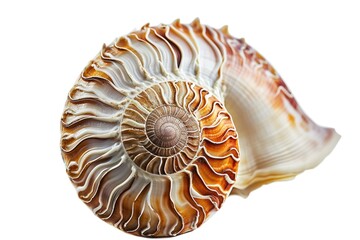 Poster - A close up view of a shell resting on a white surface. Suitable for various uses